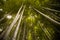 Beautiful, green Arashiyama bamboo forest in Kyoto, Japan