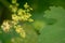 Beautiful green background with macleaya cordata flower. Dangerous, but fragile