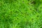 Beautiful green background from a plant of black cumin
