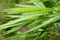 Beautiful green bamboo leaves in a jungle background (blur front focus)