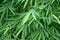 Beautiful green bamboo leaves in a jungle background close-up