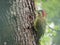 A beautiful green-barred woodpecker Colaptes melanochloros