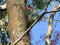 A beautiful green-barred woodpecker Colaptes melanochloros