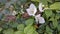 Beautiful green beckground and white flowers