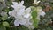 Beautiful green beckground and white flowers