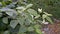 Beautiful green beckground and white flowers