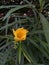 Beautiful green beckground and yellow tulip flowers