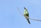 A beautiful green bee-eater with prey