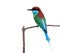 Beautiful green bird with blue chin black face red head and long tail perching on wooden branch isoloated on white background