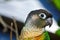 Beautiful green bird colored parrots,Parrot training,green-cheeked conure.