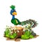 Beautiful Green Blue Peacock With Rock And White Ivy Flower Cartoon