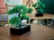 Beautiful green bonsai tree in black cube pot, Japanese botanical.