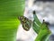 Beautiful green and brown butterfly in close-up