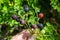 Beautiful green Bush blueberries beginning to ripen berries growing