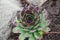 Beautiful green bush of echeveria grows on ground