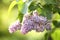 Beautiful green bush with fragrant tender lilac flowers in garden on sunny day.