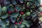 Beautiful green bush with red berries, plant with fruits