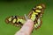 A beautiful green butterfly perched on a finger