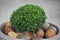 beautiful green buxus plant in a flower pot