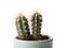 Beautiful green cacti in pot isolated
