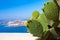 Beautiful green cactus on a background of blue sea on the island