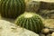 Beautiful green cactus in the garden, life in the desert