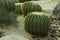 Beautiful green cactus in the garden, life in the desert
