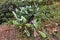 Beautiful green cactus on a mountainside