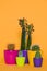 Beautiful green cactuses in colorful pots