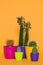 beautiful green cactuses in colorful pots