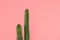 Beautiful green cactuses with thorns