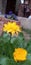 Beautiful green calendula plant garden flower