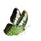 Beautiful green camouflage butterflies, the Clipper (Parthenos s