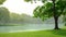 Beautiful green carpet grass and big tree on smooth lawn yard beside a lake, plenty of trees on background under white cloudy sky