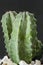 Beautiful green cereus cactus with white stones at the base