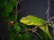 Beautiful green chameleon is stalking insects