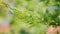 Beautiful Green Christmas Leaves Of Thuja Trees. Green Thuja Sways In The Wind. Shallow depth of field.