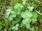 Beautiful green clover with fresh water drops after a rainy day