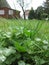 Beautiful green clover with fresh water drops after a rainy day