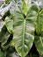 beautiful green color flower background Philodendron Beautiful