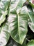 beautiful green color flower background Philodendron Beautiful