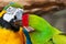 A beautiful green-colored macaw parrot cleans the beak of a yellow-blue parrot