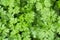 Beautiful green coriander plant background