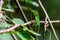 Beautiful green-crested lizard hunting on the tree in the Mulu national park