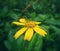 Beautiful green cricket Gryllidae perched on yellow flower, nature background