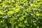 Beautiful green curved fresh mint leaves in a garden in summer on the sun