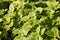 Beautiful green curved fresh mint leaves are in a garden in summer on the sun