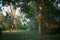 Beautiful green dense forest on lonely evenings