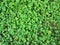 beautiful green Dichondra repens grass