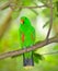 Beautiful green eclectus parrot